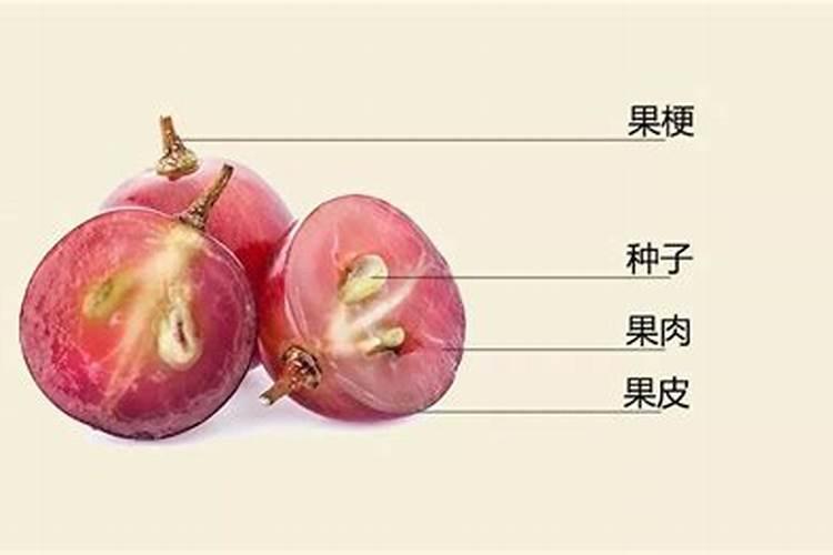 葡萄皮太薄是什么原因造成的