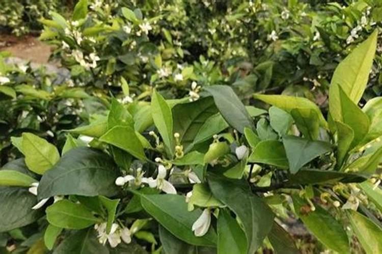 纸灰可以做肥料吗 废纸烧灰做花肥的使用方法