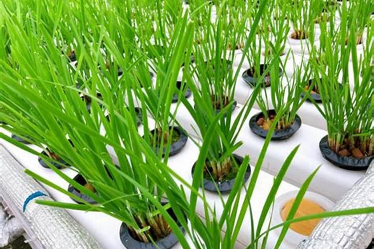 韭菜施水溶肥效果怎么样