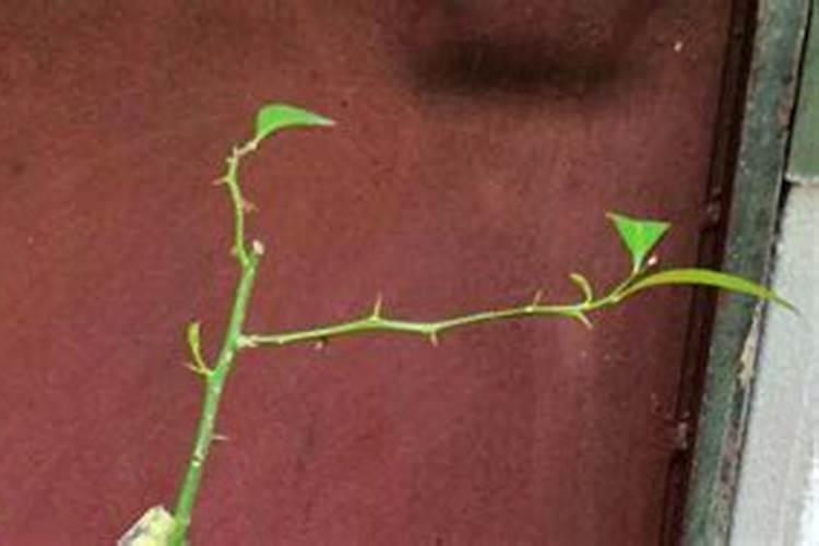 遇到除草剂药害怎么办？