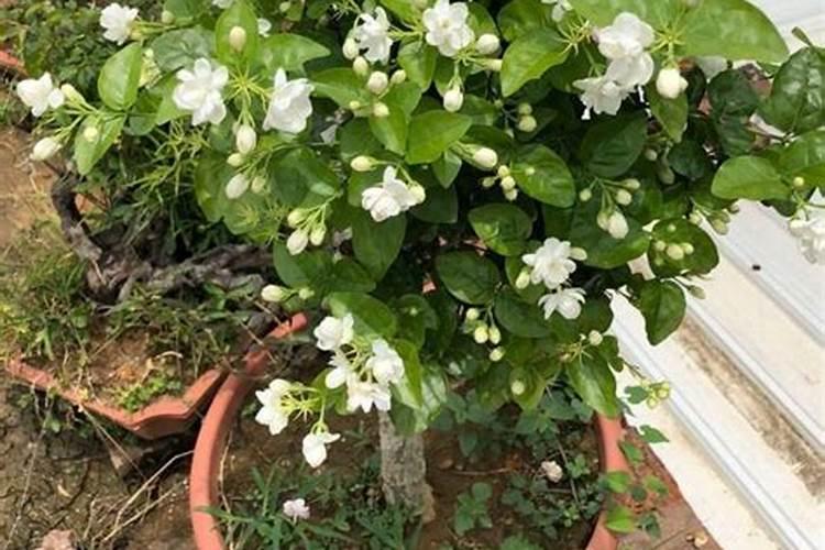 怎样种茉莉花？