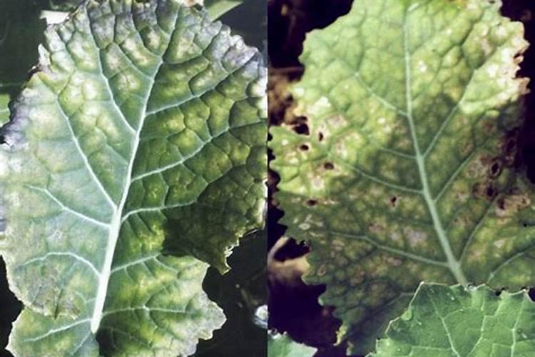 常见的缺素症状特点及防治方法是什么？