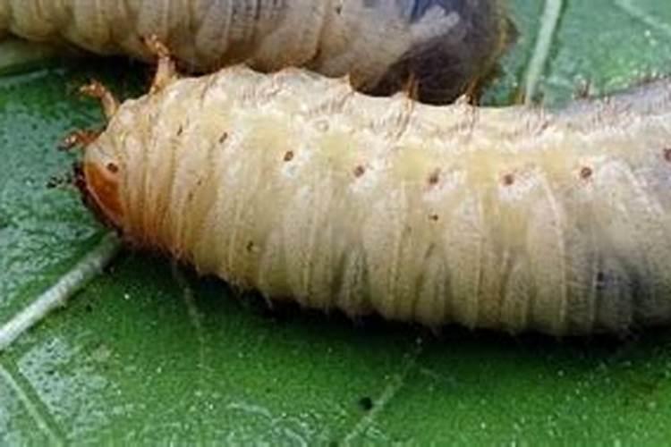 ...地里施什么肥好？老有虫子咬红薯,用什么药能治地下害虫？