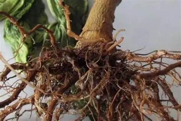 恶霉灵能和磷酸二氢钾混用吗