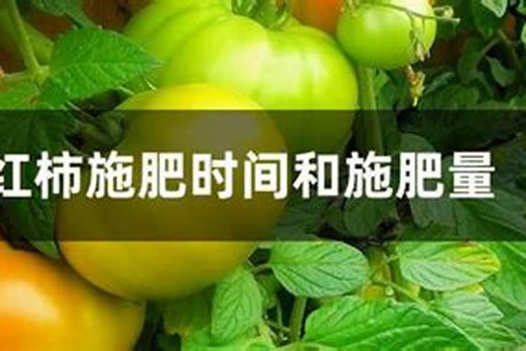 西红柿栽培时间与施肥方法