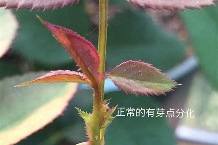 月季盲芽成因及处理