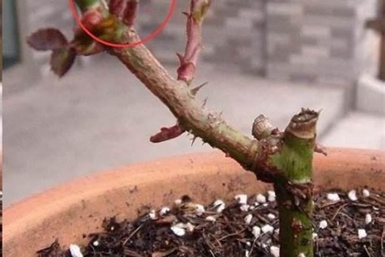 月季盲芽成因及处理