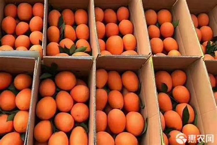 脐橙有哪些专用肥 如何进行施肥