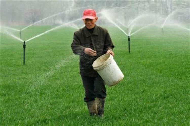 小麦后期喷什么微肥增产增重 死穗怎么防治