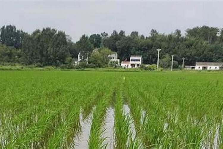 水稻怎样进行侧深施肥 水稻侧深施肥的好处