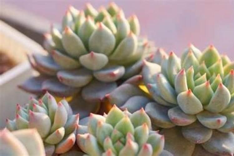 盆栽多肉植物施什么肥 该如何施肥