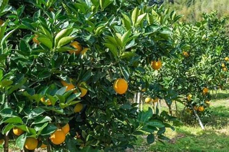 柑橘水溶肥的使用方法？柑橘用什么肥料长得快
