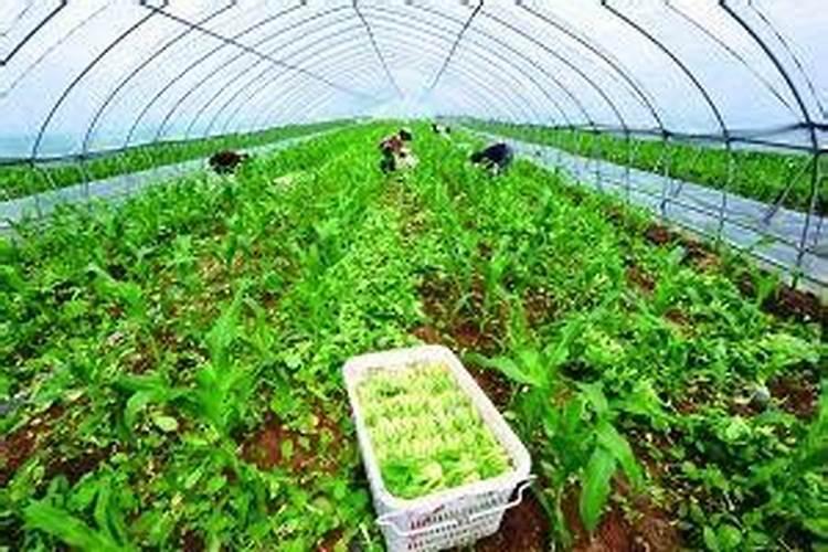 小白菜芽为什么包在纸里会干枯？