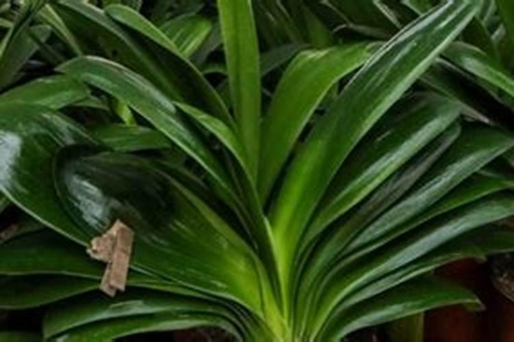 君子兰怎样浇水施肥