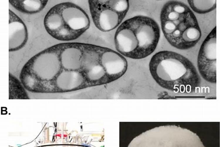 鱼蛋白液体肥制作工艺,鱼蛋白液体肥设备