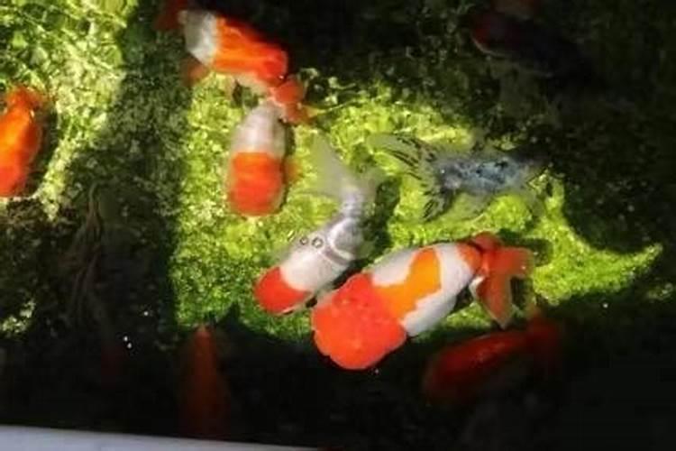 光合细菌在水产养殖中的作用及使用方法