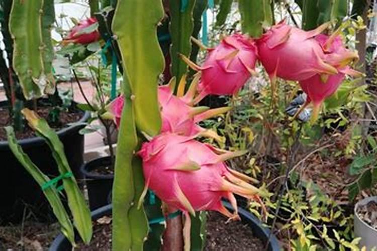 火龙果苗刚长出的花蕾遇到连续下雨天怎么办？