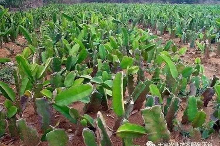 夏季火龙果溃疡病高效防治方法