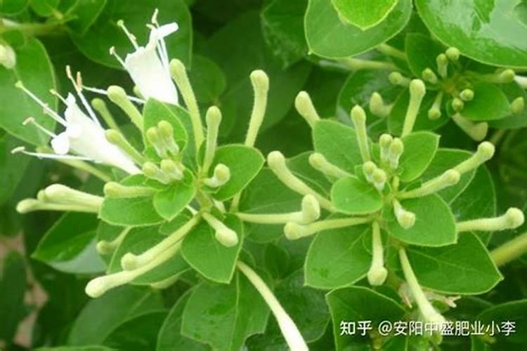 金银花黄叶沤根是咋回事？