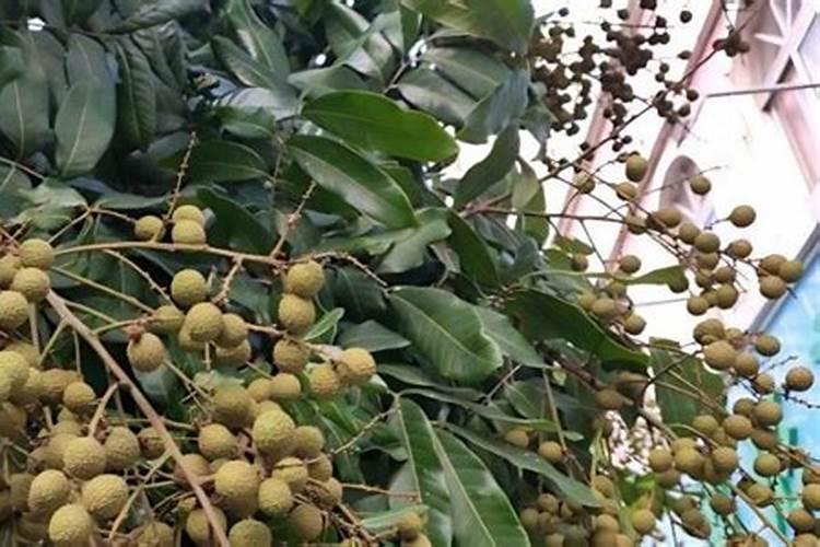 荔枝如何施肥更甜 荔枝的施肥方法