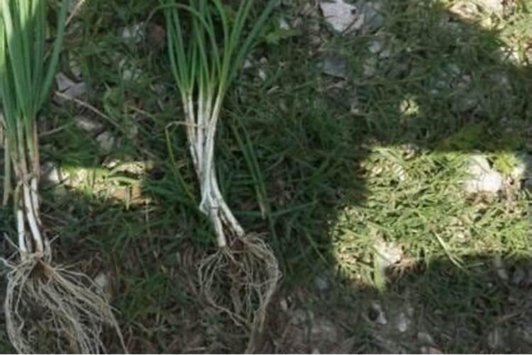 大葱专用肥料哪种的好？大葱抗病增产喷施昆仑风叶面肥!