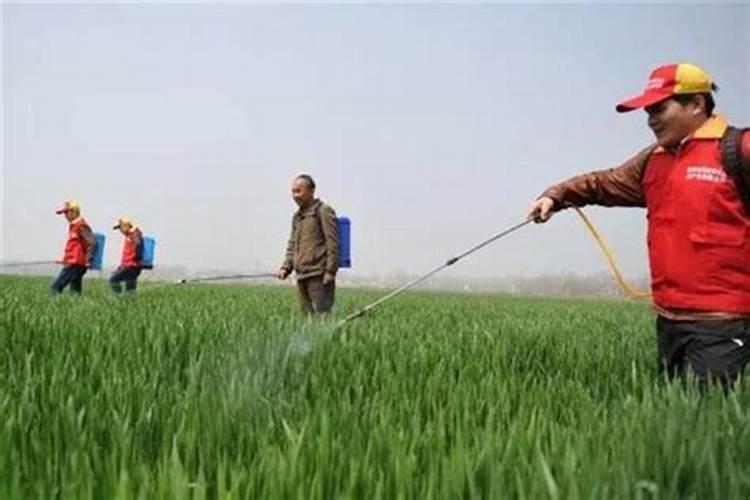 养花用的磷肥有哪些