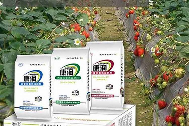 冬季迷你玫瑰花种植方法和注意事项