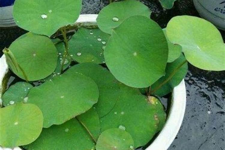 碗莲多久施一次肥 用什么肥料比较好