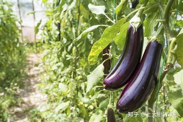 茄子施肥技术与管理