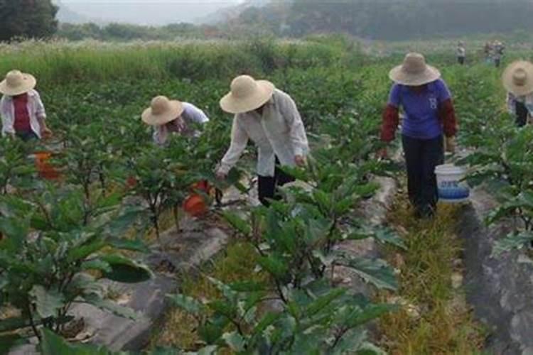 茄子如何管理才高产