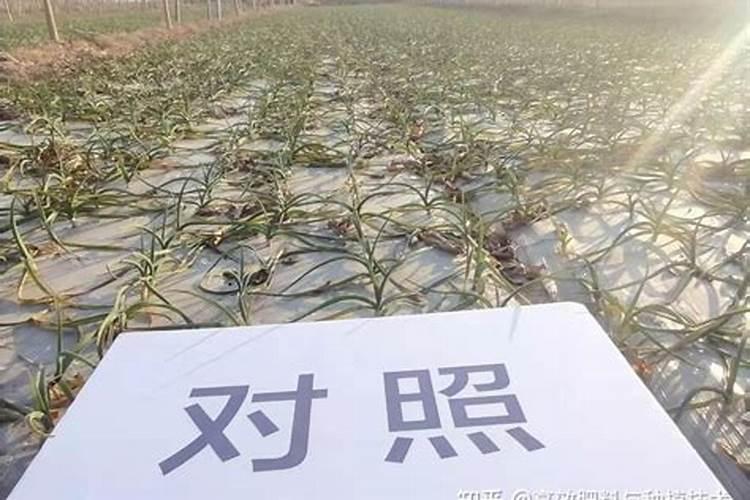 种大蒜用什么复合肥 做底肥最好
