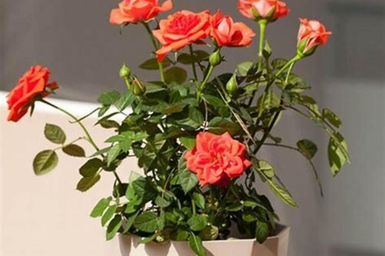 月季叶面喷什么肥好