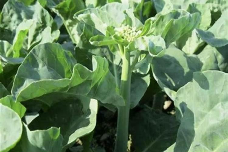 芥蓝种植时间及方法 应重施追肥2～3次
