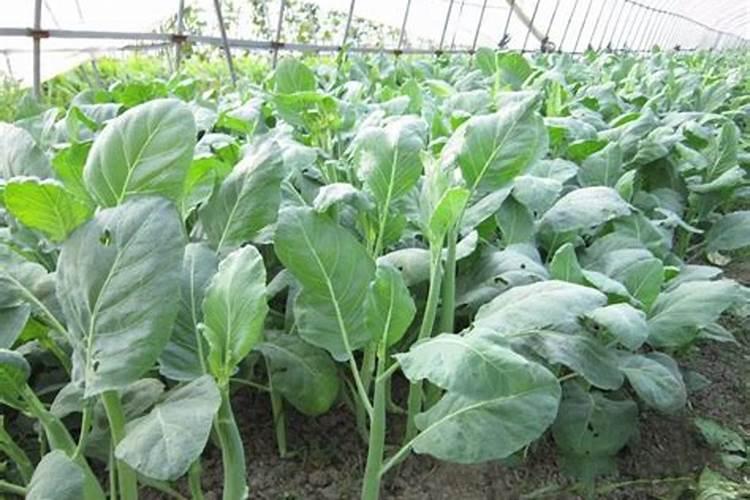芥蓝种植时间及方法芥蓝种植需要注意什么