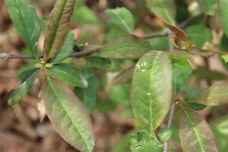 肥料氯化钾对果树有什么作用