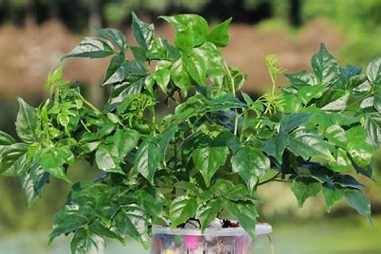 立秋以后幸福树还用喷水吗？