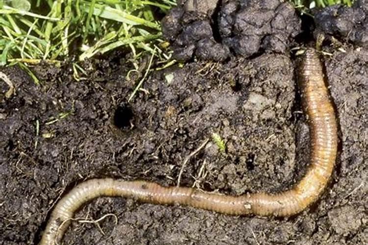 脐橙施肥能用蚯蚓粪吗？