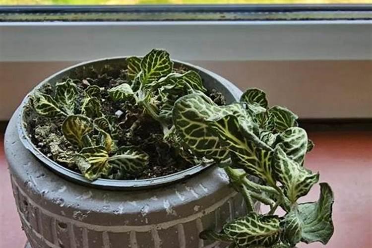 先施肥还是先浇水