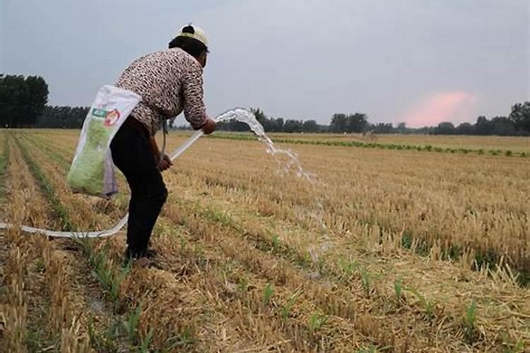 先施肥还是先浇水 施肥前要先浇水吗？