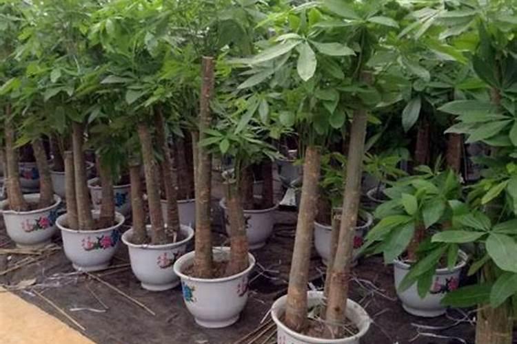 怎样使发财树叶子更绿