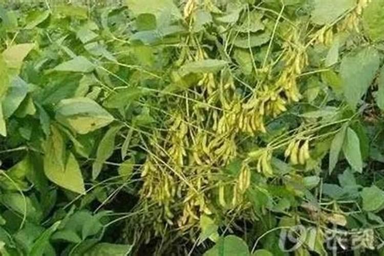 大豆开花期能打叶面肥吗