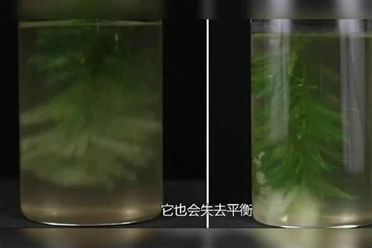 打籽西葫芦怎么种才结的多打籽西葫芦如何种才结的多