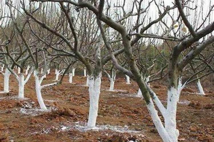 果树叶面肥有哪些品种