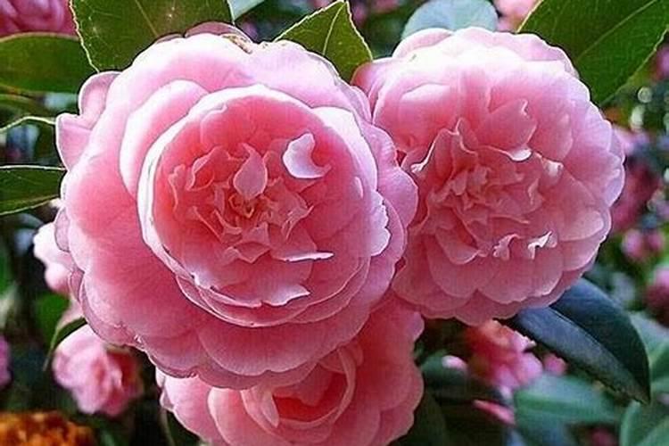 茶花施什么肥料最好