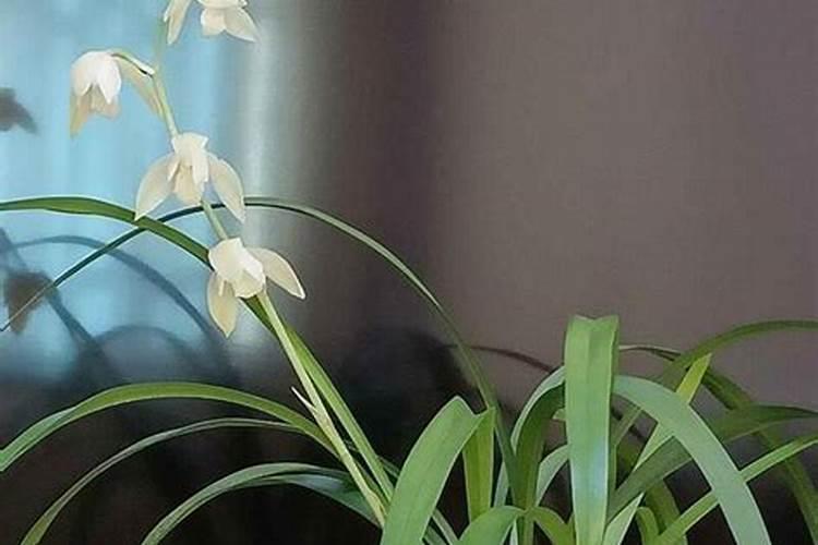 兰花长花苞了可以施磷酸二氢钾吗