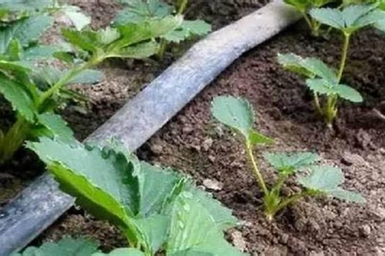 草莓根系不发达怎么办？