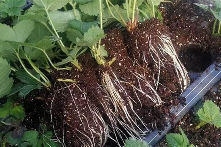 草莓生根养根用什么肥