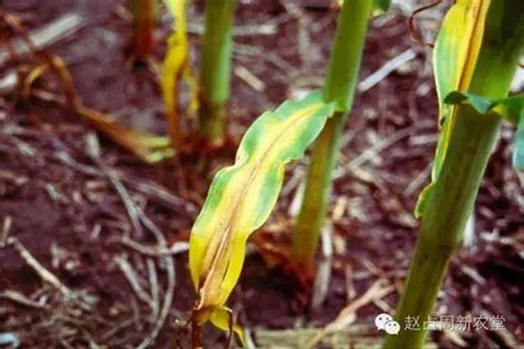 叶菜类植物应适当多施什么肥？