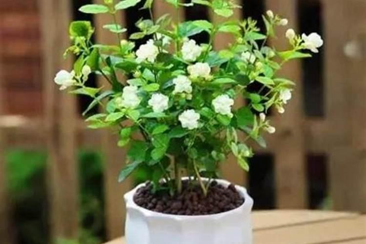 怎么让茉莉花快速发芽？