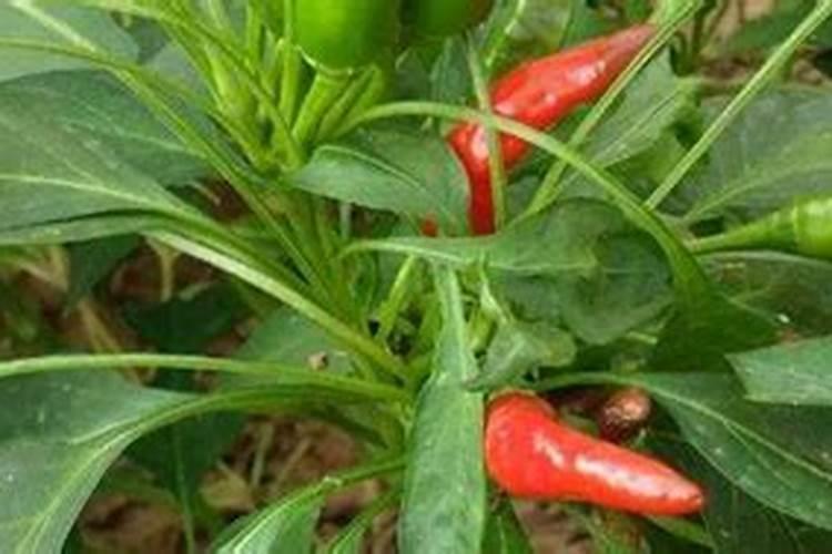 新疆色素辣椒种植技术